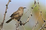 Curve-billed Thrasherborder=